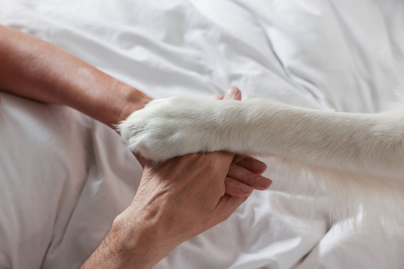 A person holding their dog's paw
